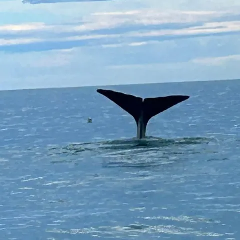 A whale fluke raised off the Kaikoura coast