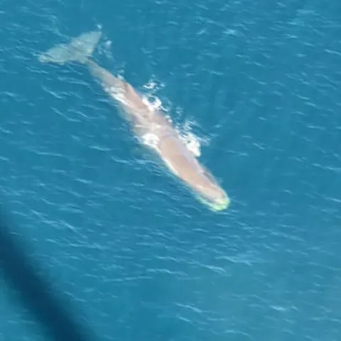 A whale just below the surface seen from the air
