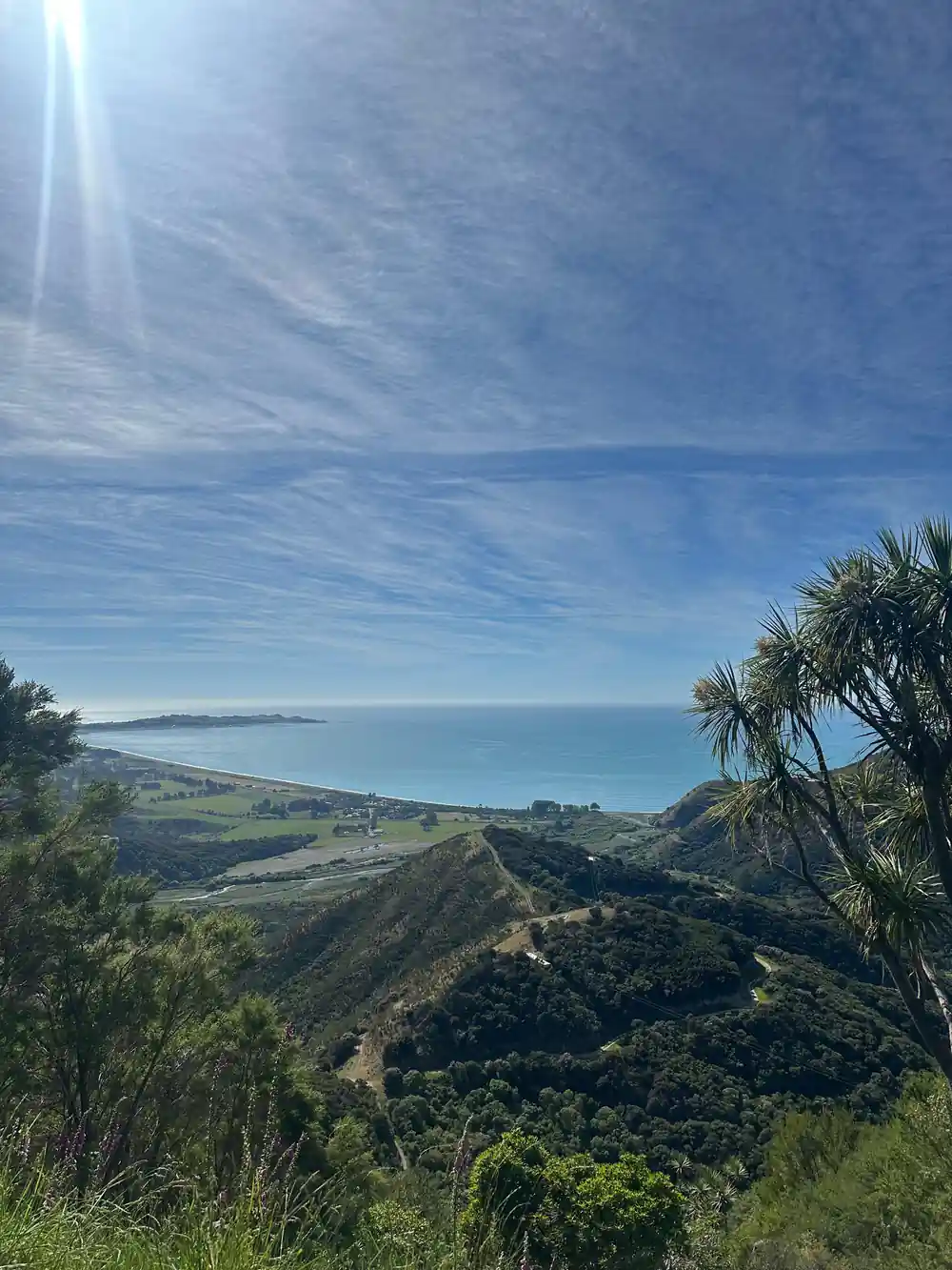 The bay seen through the cabbage trees