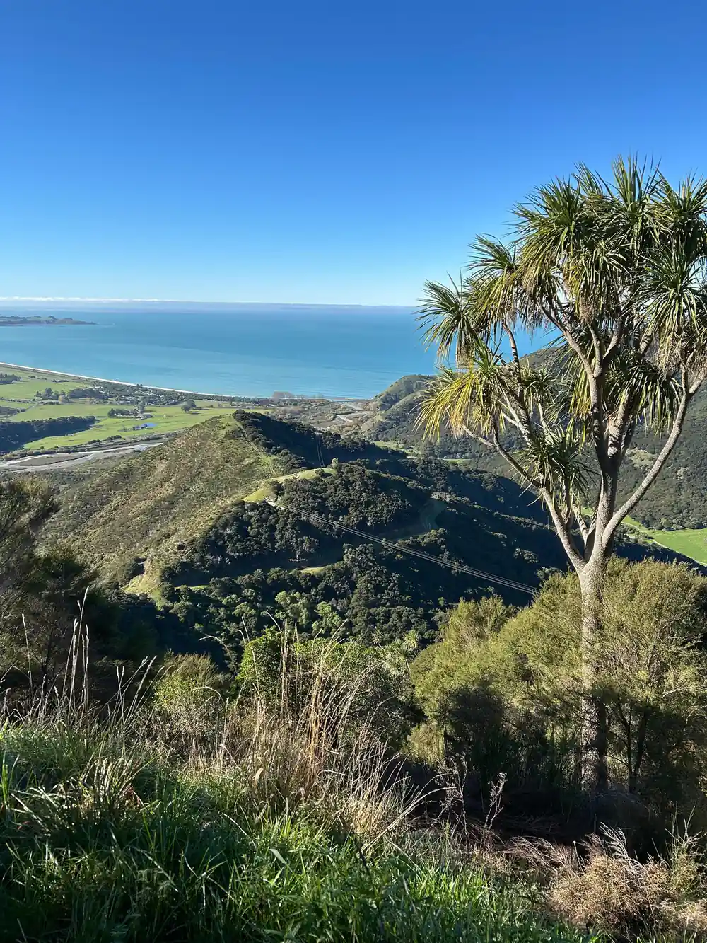 A cabbage tree above the ridge and the sea