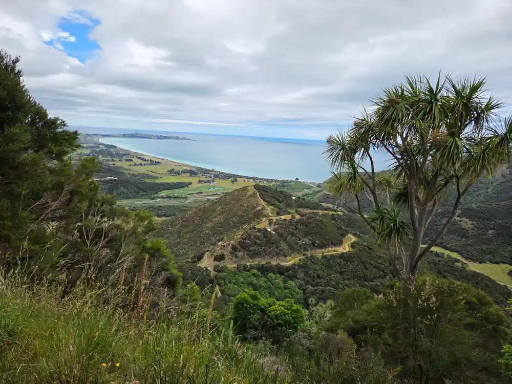 A cabbage tree and the track down to the sea