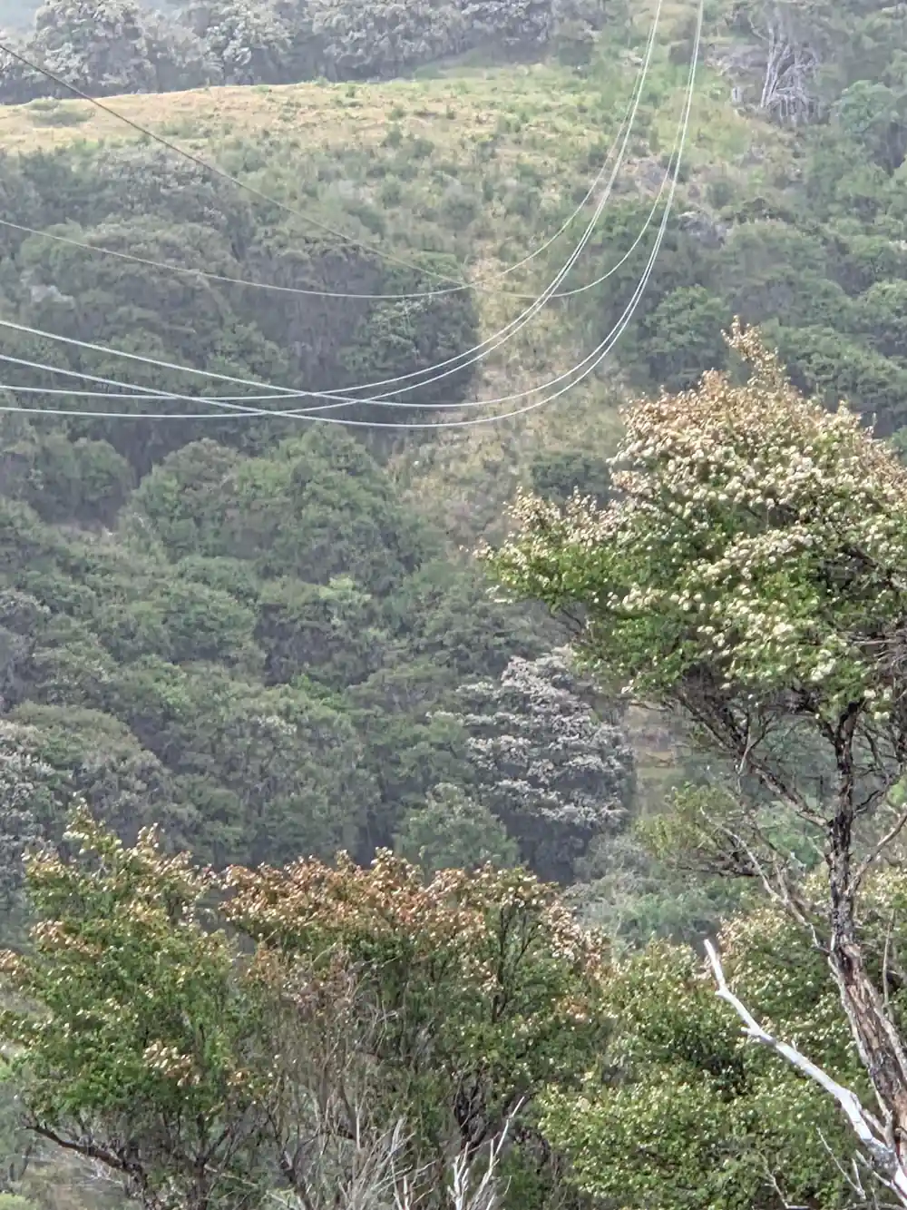 Flowering bush beneath the wires