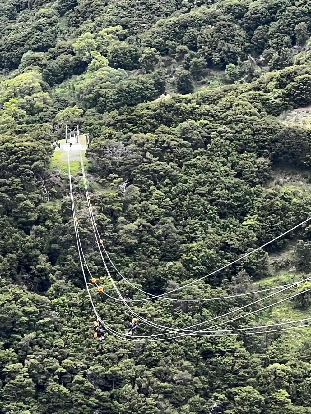 Wires running out over the tree tops